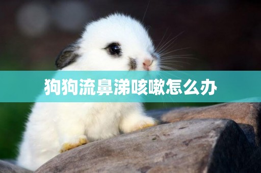 狗狗流鼻涕咳嗽怎么辦