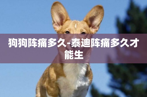 狗狗陣痛多久-泰迪陣痛多久才能生