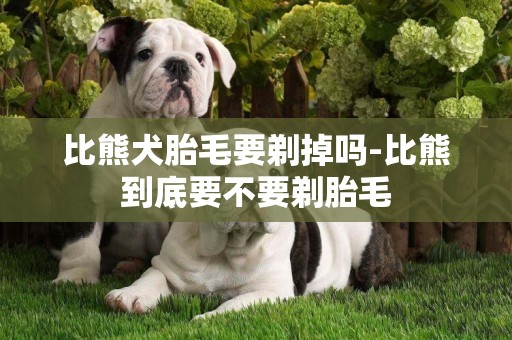 比熊犬胎毛要剃掉嗎-比熊到底要不要剃胎毛