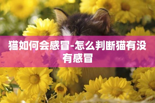 貓如何會感冒-怎么判斷貓有沒有感冒