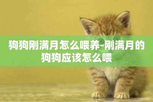 狗狗剛滿月怎么喂養-剛滿月的狗狗應該怎么喂