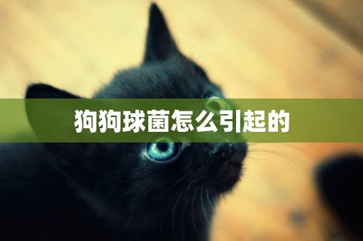 狗狗球菌怎么引起的