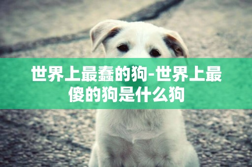 世界上最蠢的狗-世界上最傻的狗是什么狗
