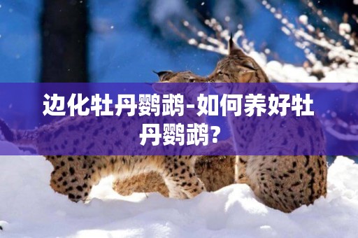 邊化牡丹鸚鵡-如何養好牡丹鸚鵡?