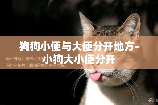 狗狗小便與大便分開地方-小狗大小便分開