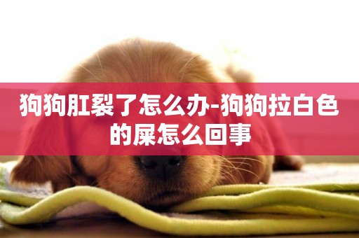 狗狗肛裂了怎么辦-狗狗拉白色的屎怎么回事