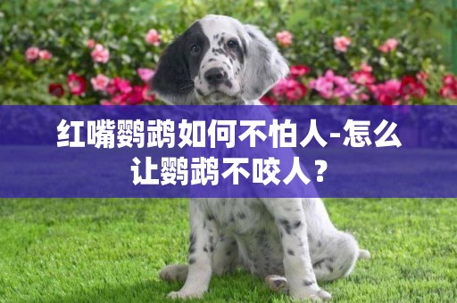 紅嘴鸚鵡如何不怕人-怎么讓鸚鵡不咬人？