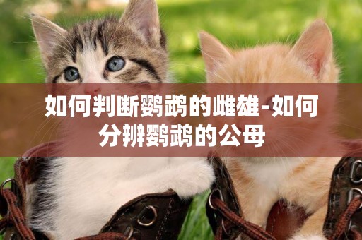 如何判斷鸚鵡的雌雄-如何分辨鸚鵡的公母