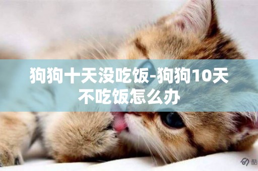 狗狗十天沒吃飯-狗狗10天不吃飯怎么辦