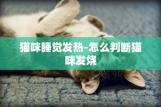 貓咪睡覺發熱-怎么判斷貓咪發燒