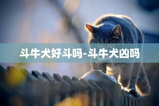 斗牛犬好斗嗎-斗牛犬兇嗎
