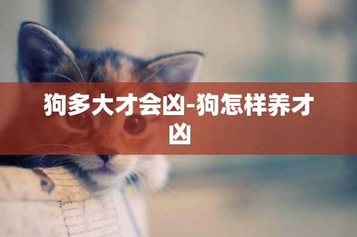 狗多大才會兇-狗怎樣養才兇