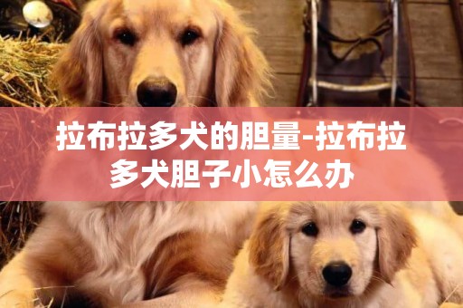 拉布拉多犬的膽量-拉布拉多犬膽子小怎么辦
