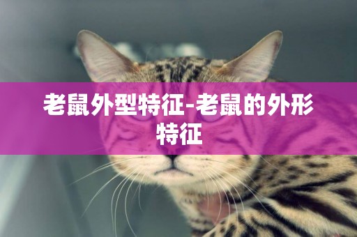 老鼠外型特征-老鼠的外形特征