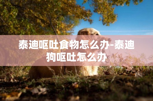 泰迪嘔吐食物怎么辦-泰迪狗嘔吐怎么辦