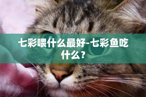 七彩喂什么最好-七彩魚吃什么？