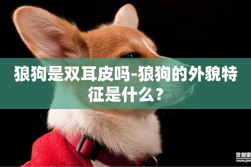 狼狗是雙耳皮嗎-狼狗的外貌特征是什么？