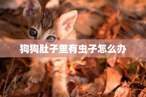 狗狗肚子里有蟲子怎么辦