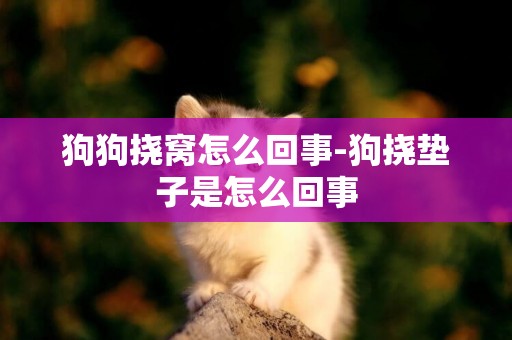 狗狗撓窩怎么回事-狗撓墊子是怎么回事