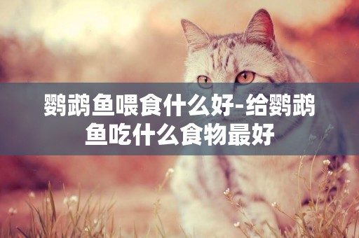 鸚鵡魚喂食什么好-給鸚鵡魚吃什么食物最好