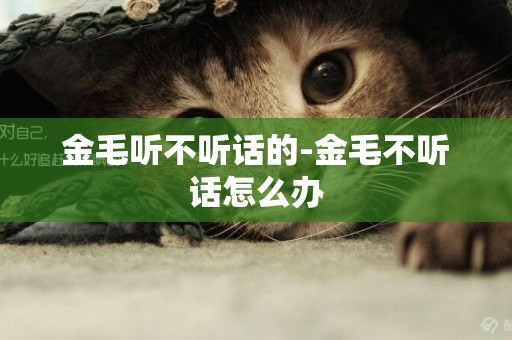 金毛聽不聽話的-金毛不聽話怎么辦