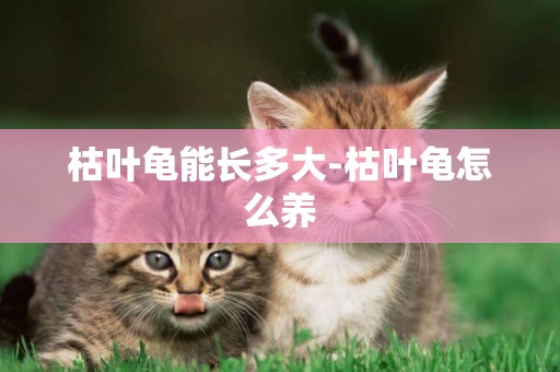 枯葉龜能長多大-枯葉龜怎么養