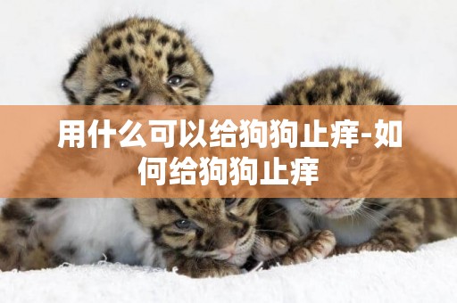 用什么可以給狗狗止癢-如何給狗狗止癢