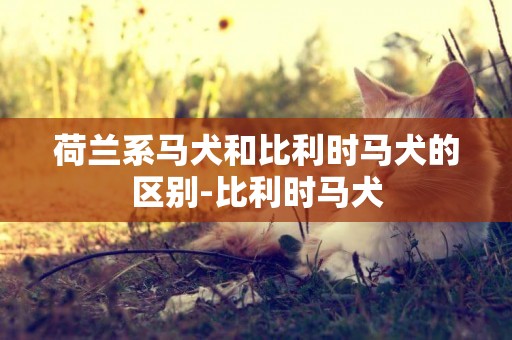 荷蘭系馬犬和比利時馬犬的區別-比利時馬犬
