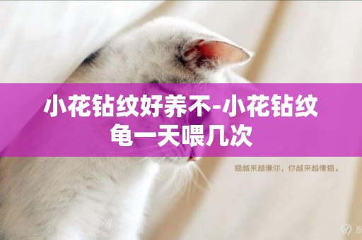 小花鉆紋好養不-小花鉆紋龜一天喂幾次