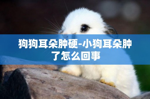狗狗耳朵腫硬-小狗耳朵腫了怎么回事