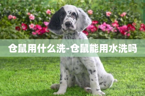 倉鼠用什么洗-倉鼠能用水洗嗎