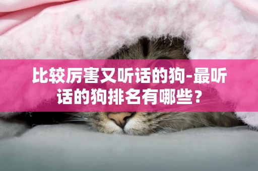 比較厲害又聽話的狗-最聽話的狗排名有哪些？