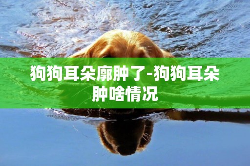 狗狗耳朵廓腫了-狗狗耳朵腫啥情況