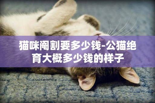 貓咪閹割要多少錢-公貓絕育大概多少錢的樣子