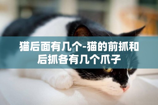 貓后面有幾個-貓的前抓和后抓各有幾個爪子