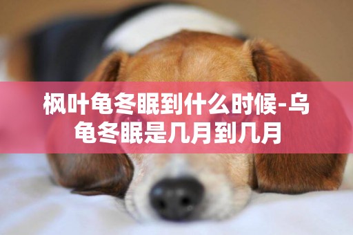 楓葉龜冬眠到什么時候-烏龜冬眠是幾月到幾月