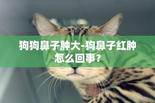 狗狗鼻子腫大-狗鼻子紅腫怎么回事？
