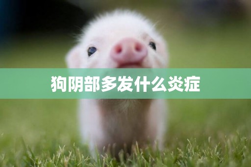 狗陰部多發什么炎癥