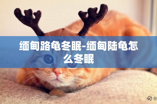 緬甸路龜冬眠-緬甸陸龜怎么冬眠