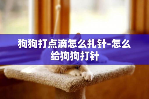 狗狗打點滴怎么扎針-怎么給狗狗打針
