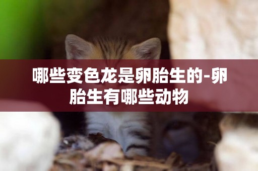 哪些變色龍是卵胎生的-卵胎生有哪些動物