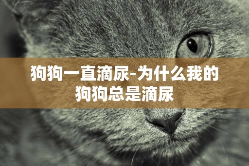 狗狗一直滴尿-為什么我的狗狗總是滴尿