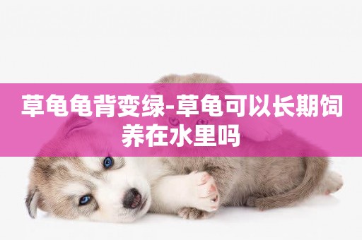 草龜龜背變綠-草龜可以長期飼養在水里嗎