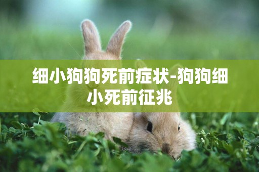 細小狗狗死前癥狀-狗狗細小死前征兆