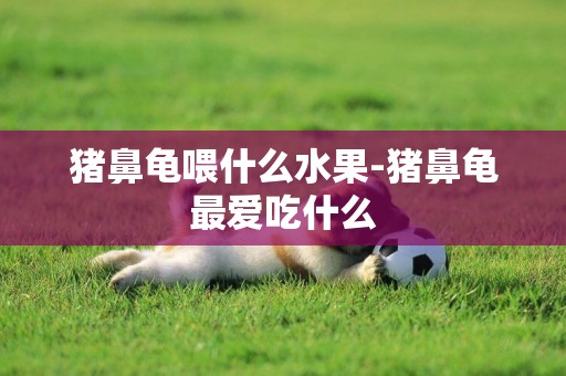 豬鼻龜喂什么水果-豬鼻龜最愛吃什么