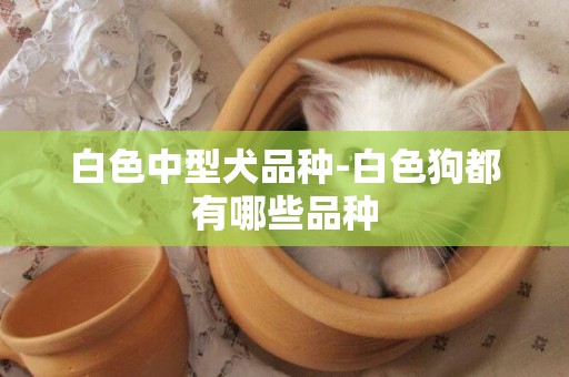 白色中型犬品種-白色狗都有哪些品種