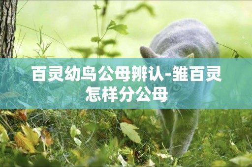百靈幼鳥公母辨認-雛百靈怎樣分公母