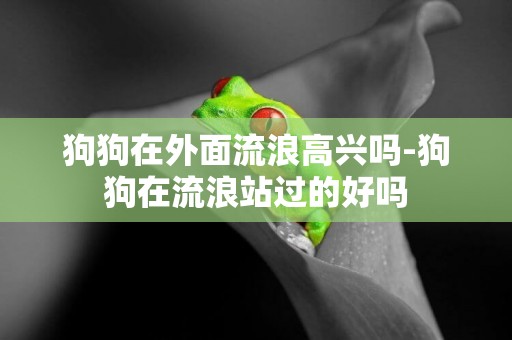 狗狗在外面流浪高興嗎-狗狗在流浪站過的好嗎