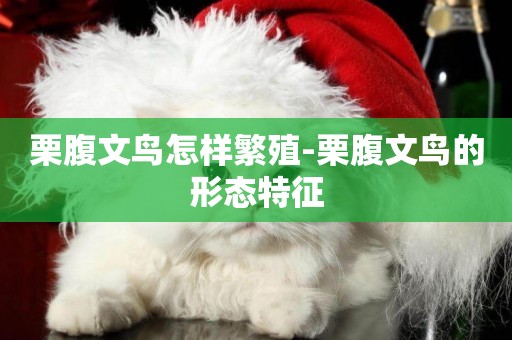 栗腹文鳥怎樣繁殖-栗腹文鳥的形態特征