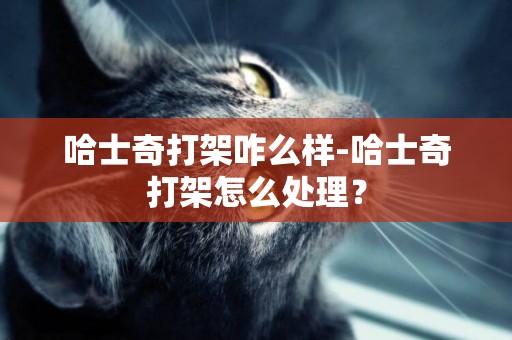 哈士奇打架咋么樣-哈士奇打架怎么處理？